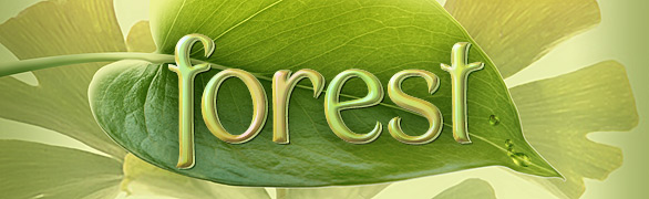 Nature font - Forest font